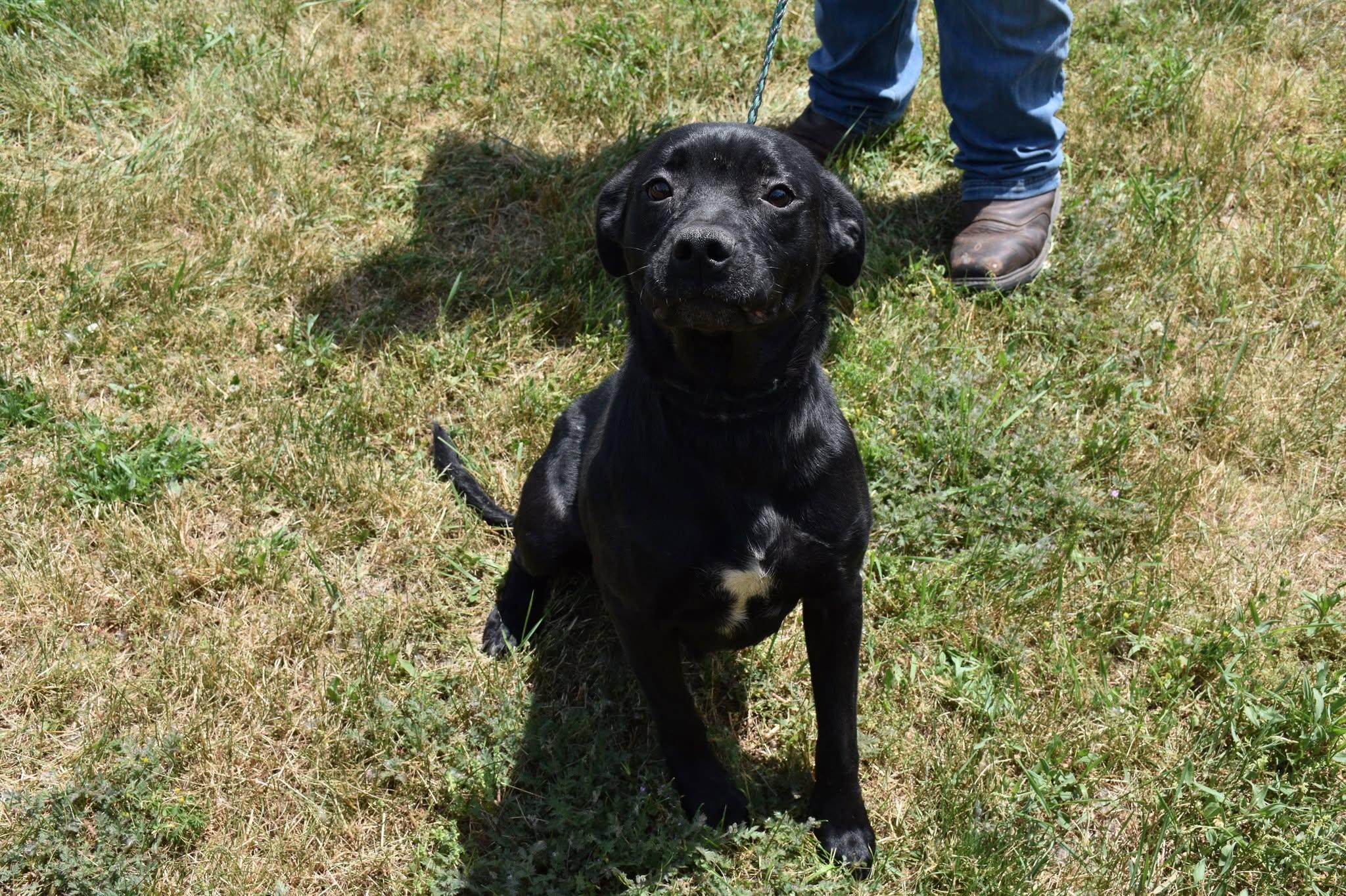 Maggie, ADOPTABLE, Adult Female Black Labrador Retriever & Terrier.