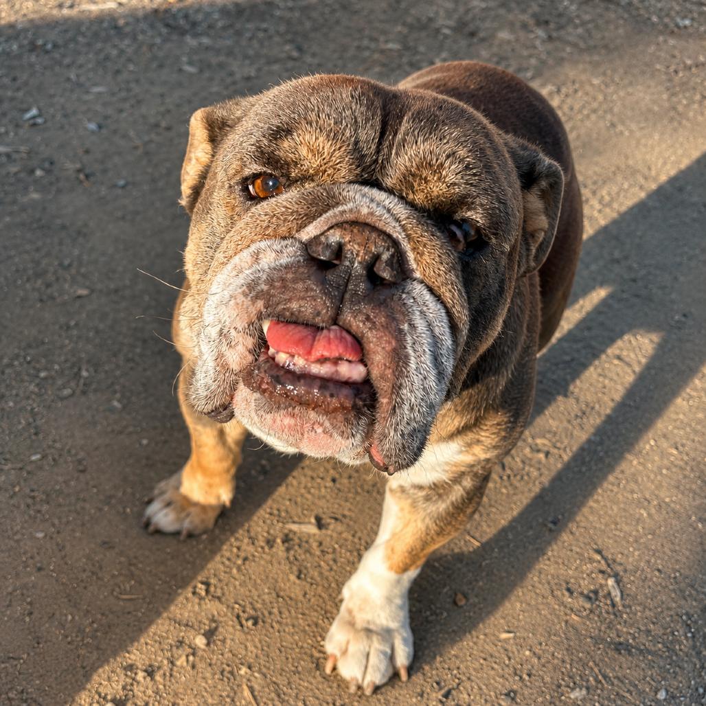Layla, Adoptable, Adult Female English Bulldog.