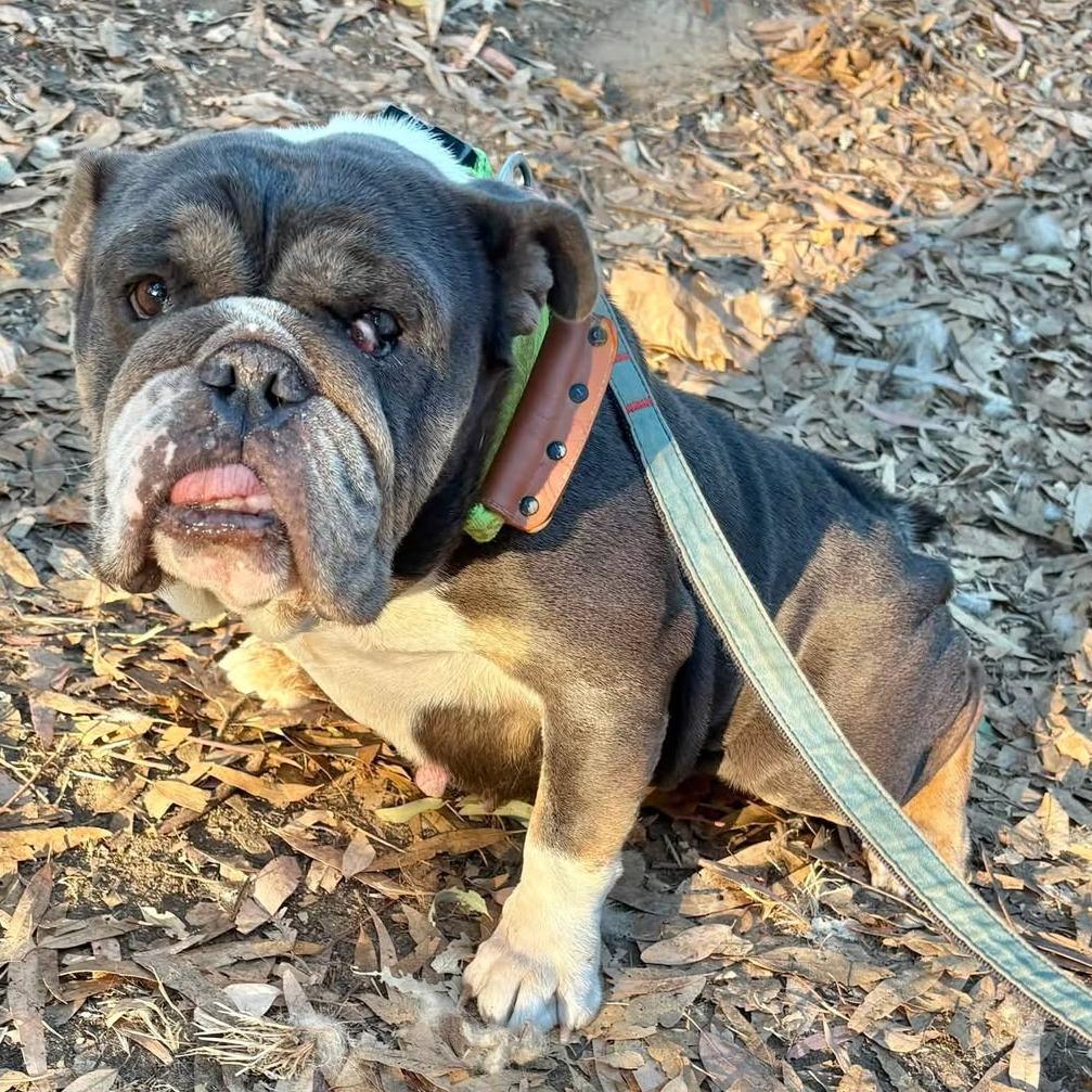 Enlarge Layla, a Adoptable English Bulldog in Sonoma, CA image 2/3
