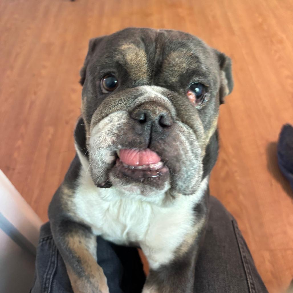 Enlarge Layla, a Adoptable English Bulldog in Sonoma, CA image 3/3