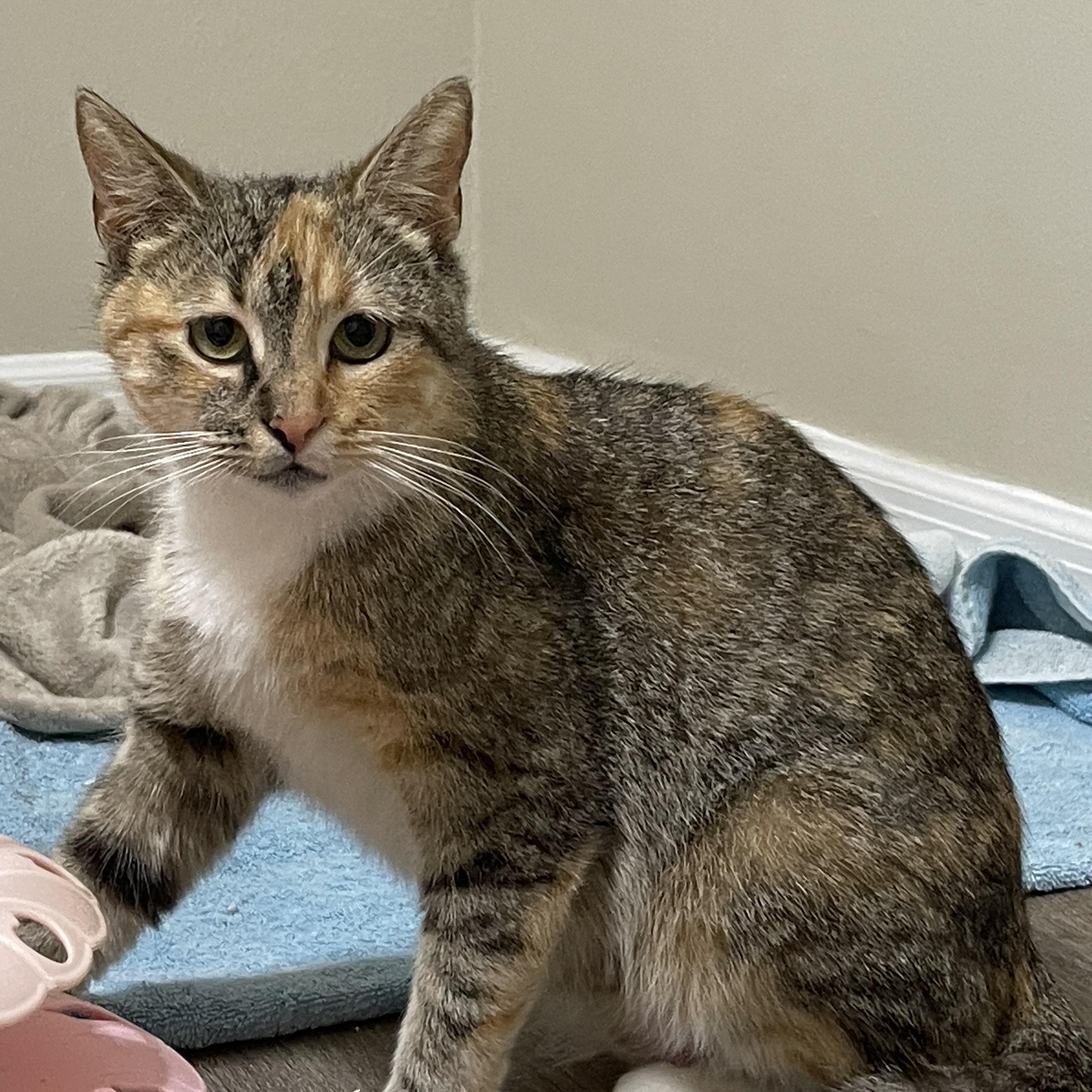 Brie, ADOPTABLE, Young Female Domestic Short Hair.