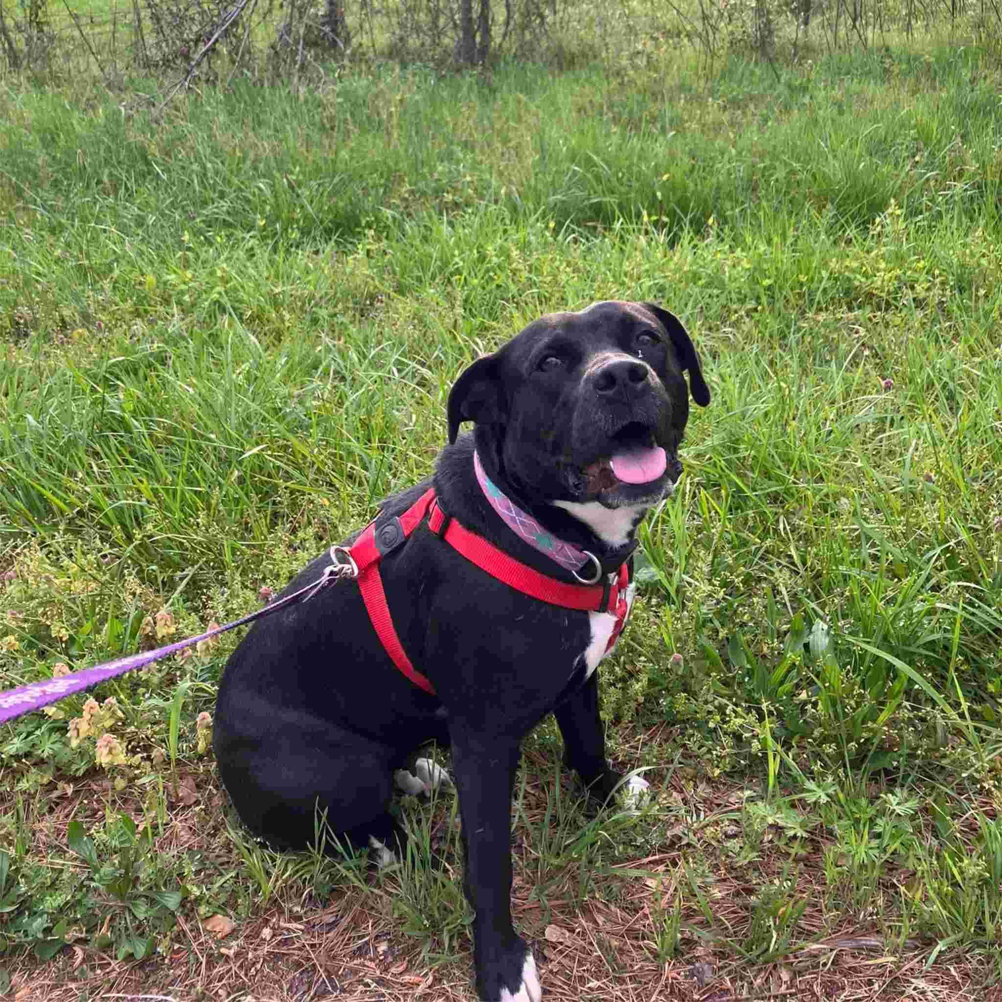 Enlarge Akuna, a Adoptable mixed breed in Colbert, GA image 6/6