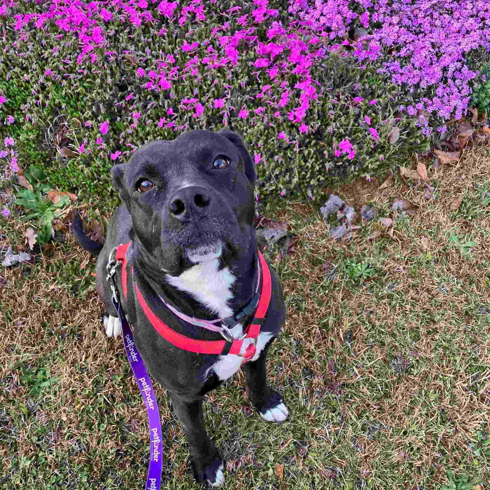 Enlarge Akuna, a Adoptable mixed breed in Colbert, GA image 1/6