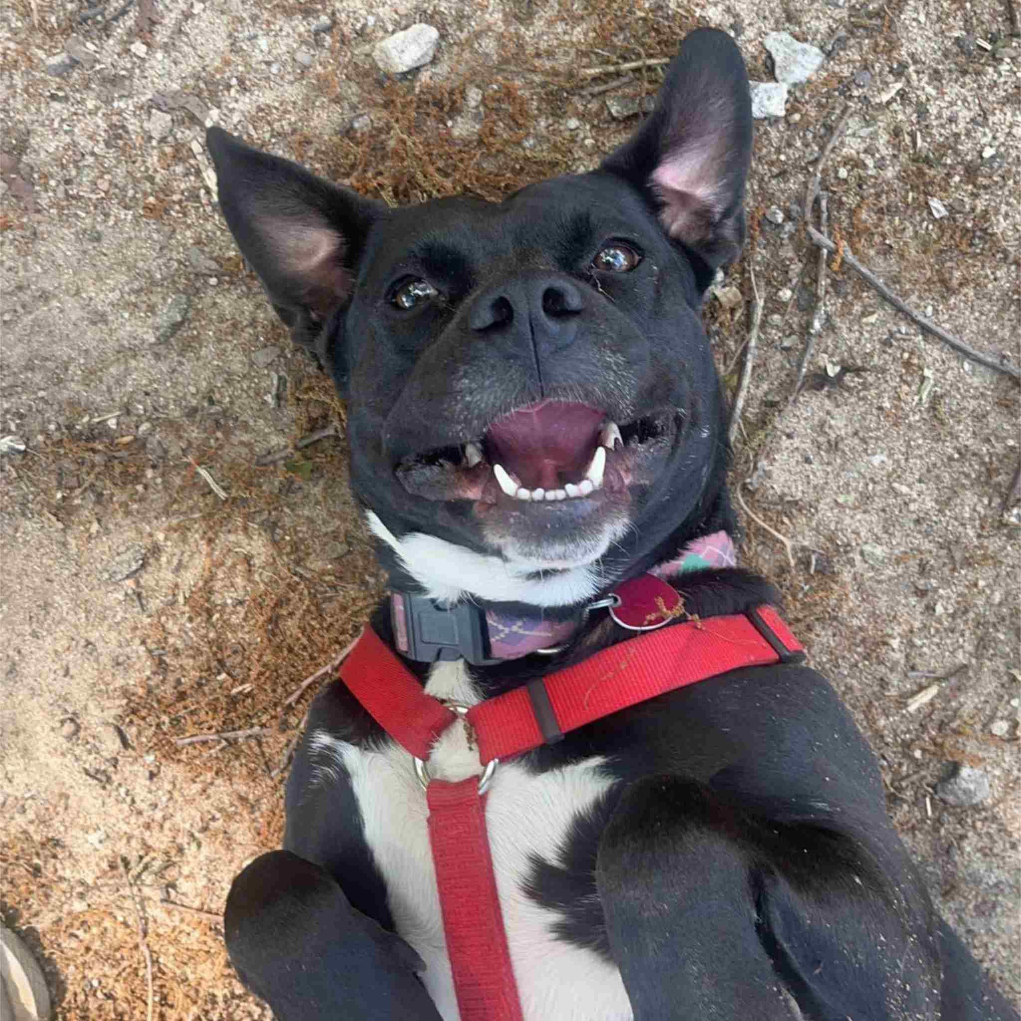 Enlarge Akuna, a Adoptable mixed breed in Colbert, GA image 2/6