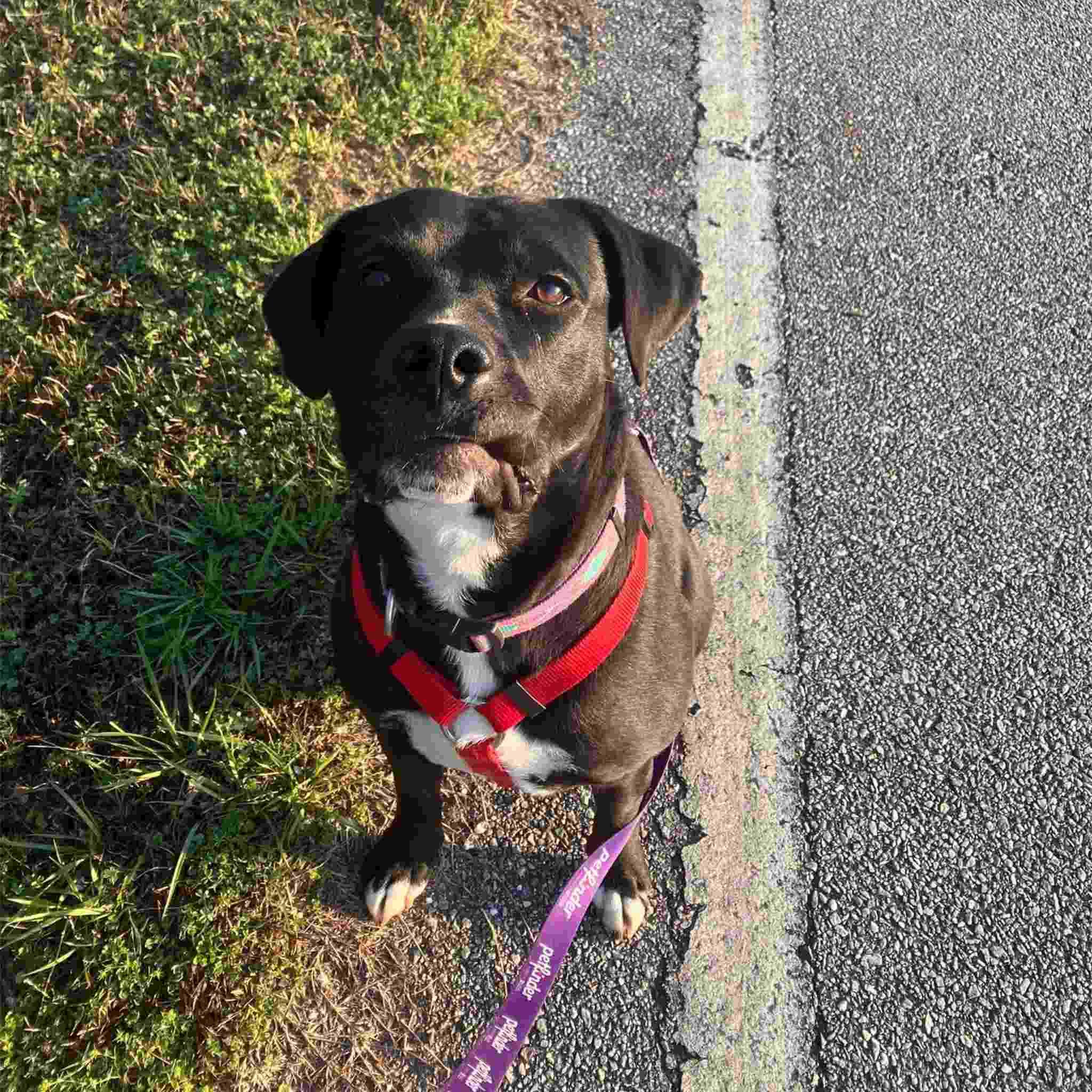 Enlarge Akuna, a Adoptable mixed breed in Colbert, GA image 3/6