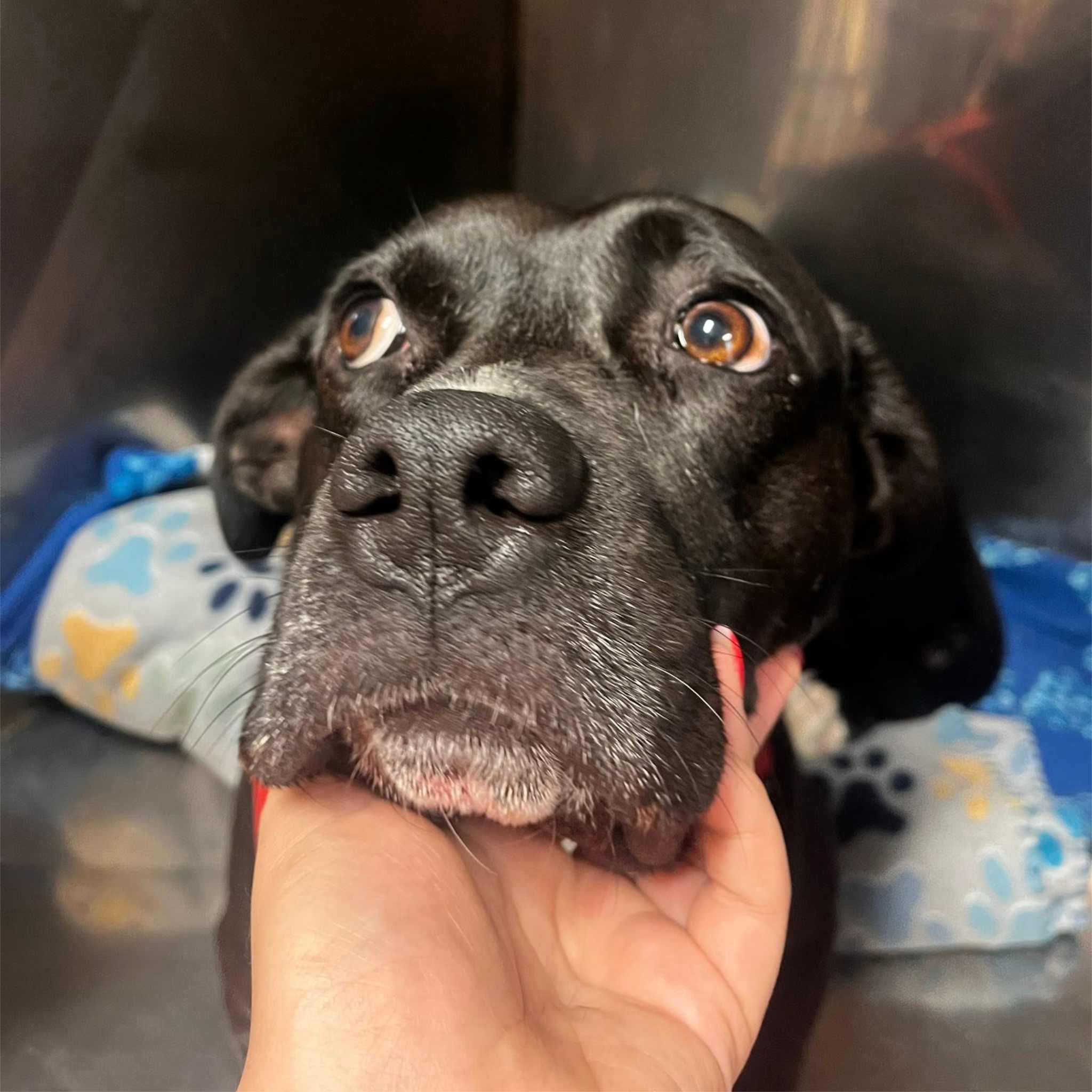 Enlarge Akuna, a Adoptable mixed breed in Colbert, GA image 4/6