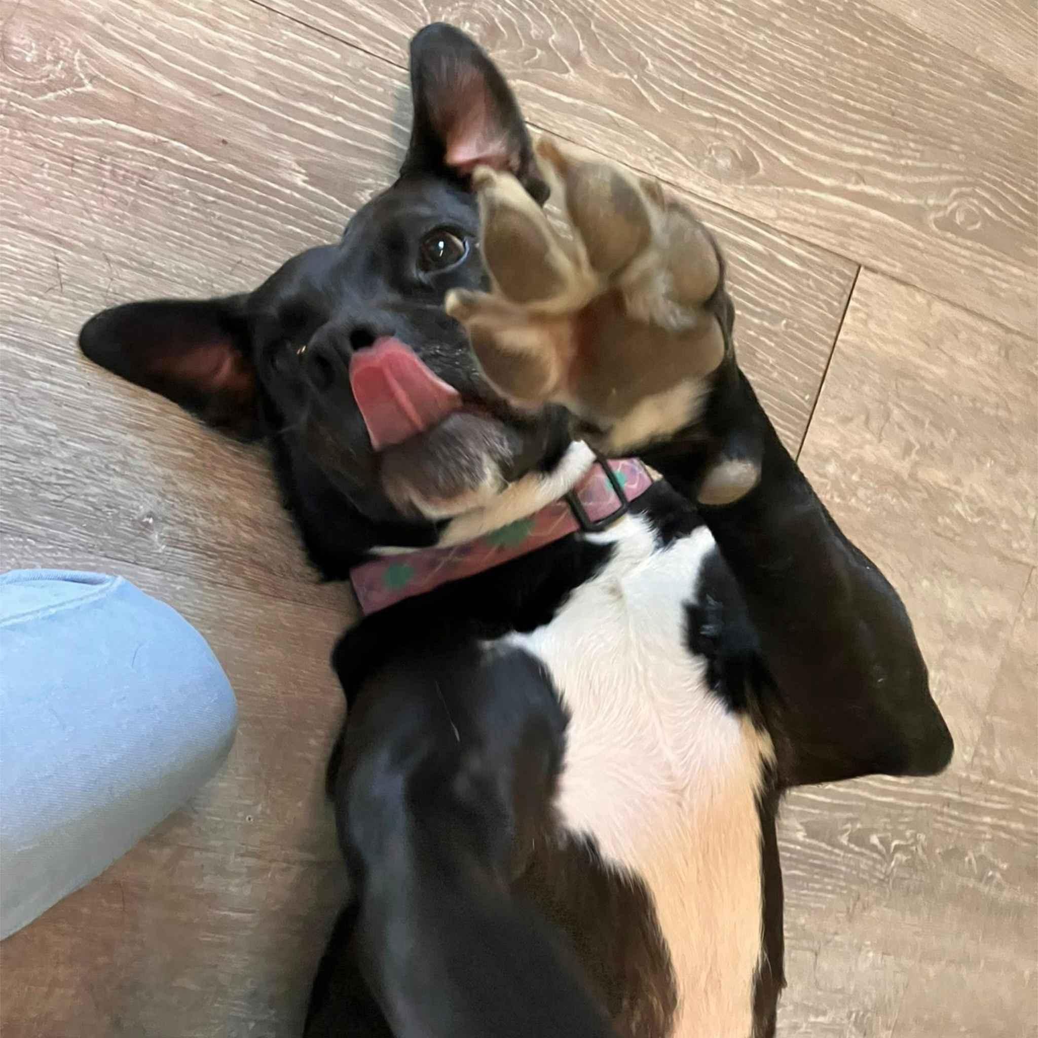 Enlarge Akuna, a Adoptable mixed breed in Colbert, GA image 5/6