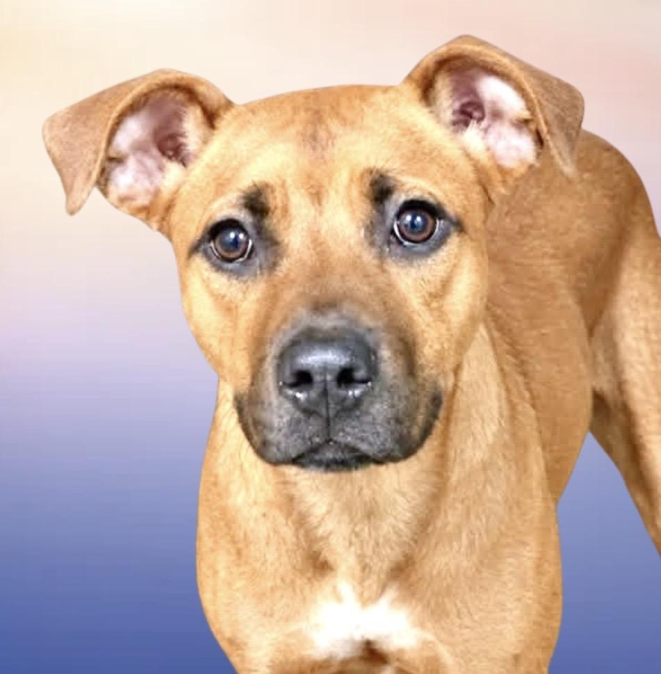Enlarge Gertie, a Adoptable Mixed Breed in Westfield, NY image 4/4