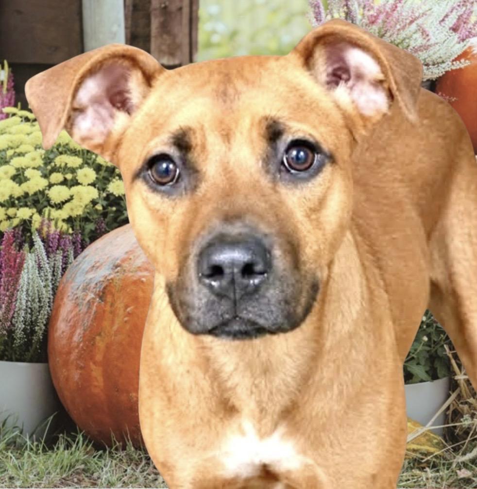 Enlarge Gertie, a Adoptable Mixed Breed in Westfield, NY image 1/4