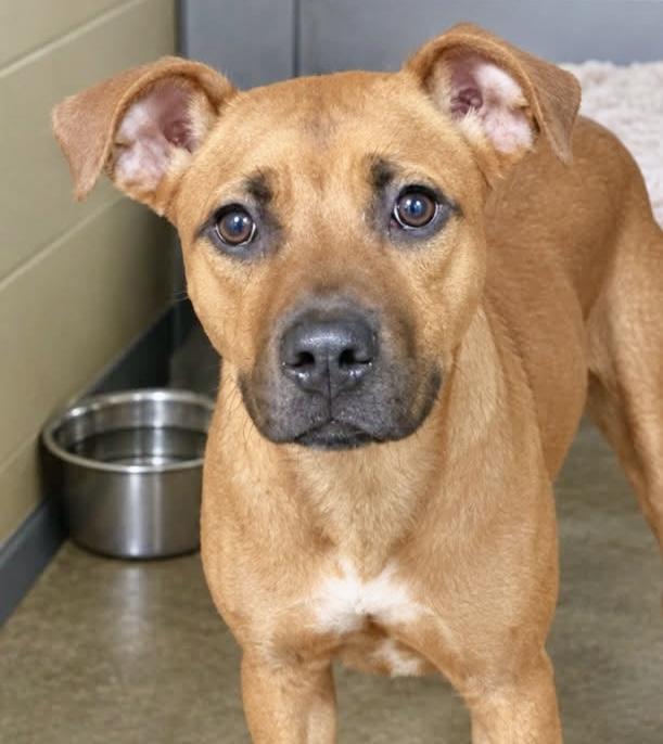 Enlarge Gertie, a Adoptable Mixed Breed in Westfield, NY image 3/4