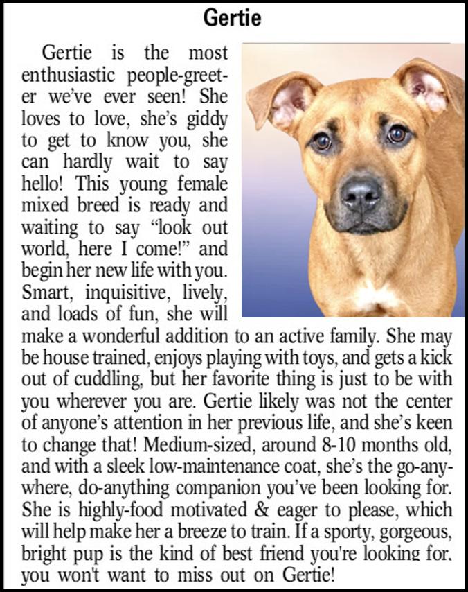 Enlarge Gertie, a Adoptable Mixed Breed in Westfield, NY image 2/4