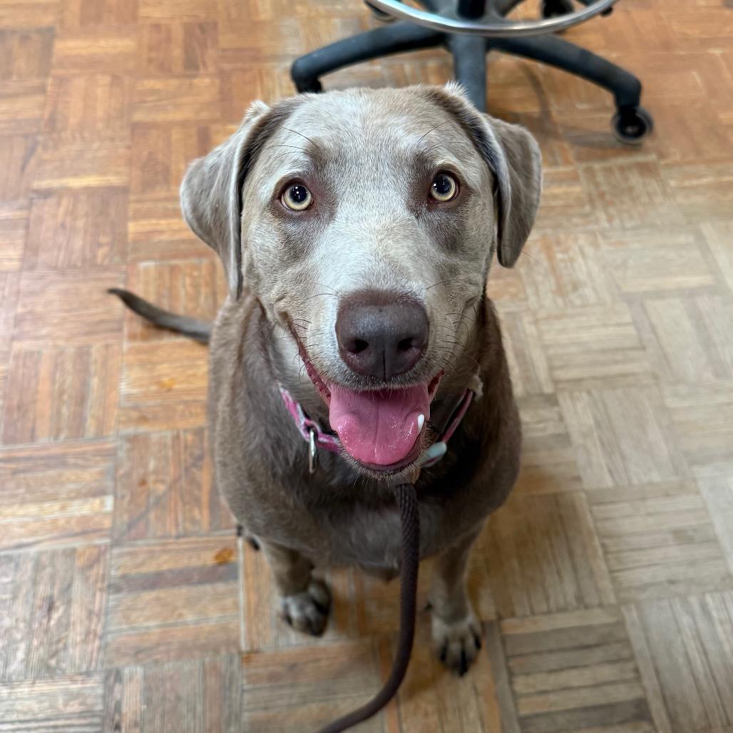 Munchie, Adoptable, Adult Female Weimaraner.