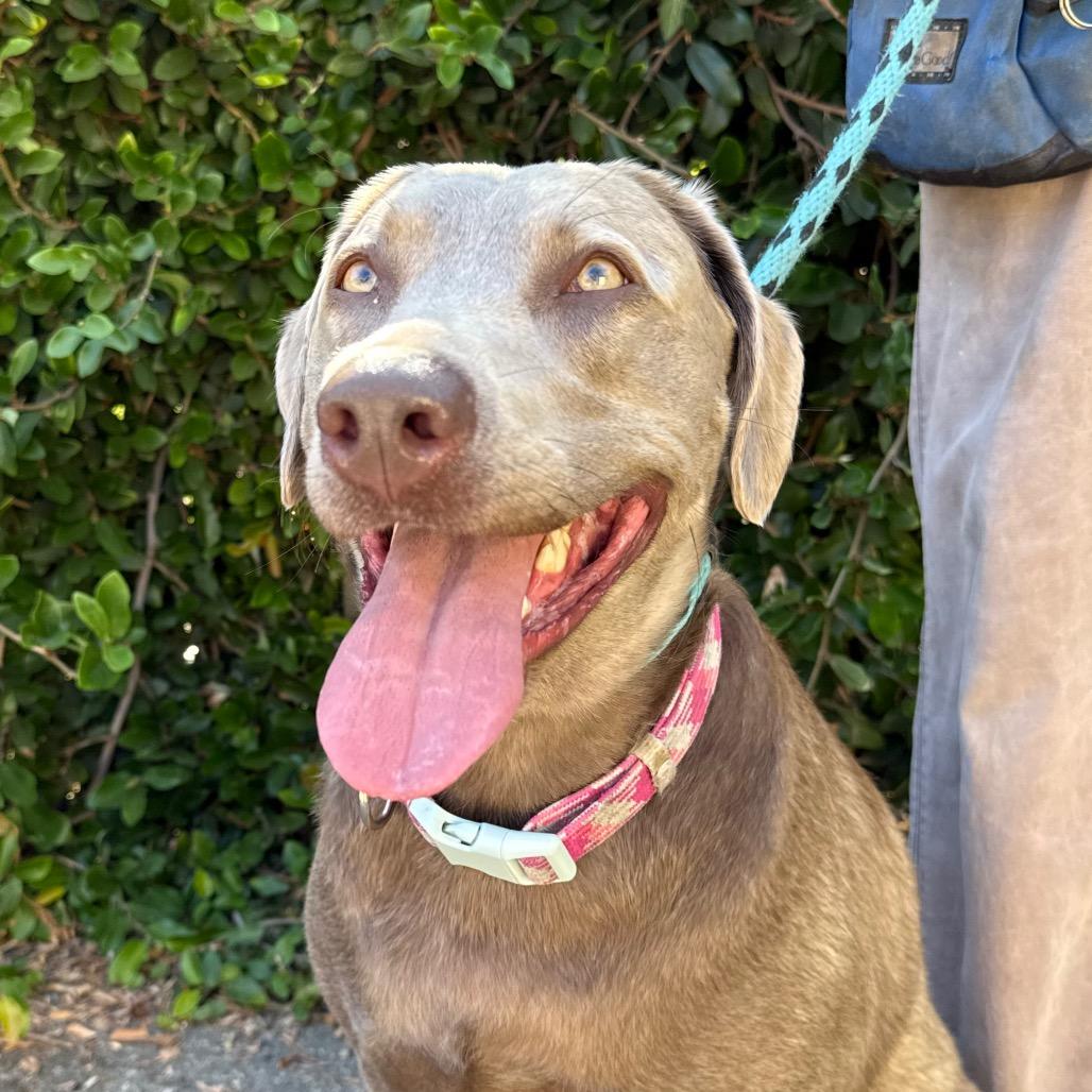 Enlarge Munchie, a Adoptable Weimaraner in Santa Barbara, CA image 2/6