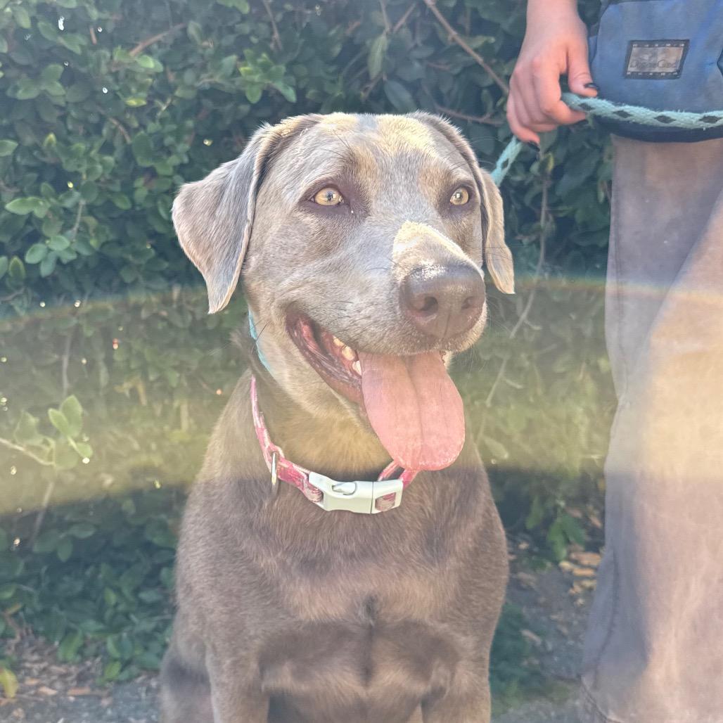 Enlarge Munchie, a Adoptable Weimaraner in Santa Barbara, CA image 3/6