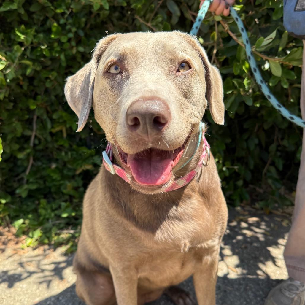Enlarge Munchie, a Adoptable Weimaraner in Santa Barbara, CA image 4/6