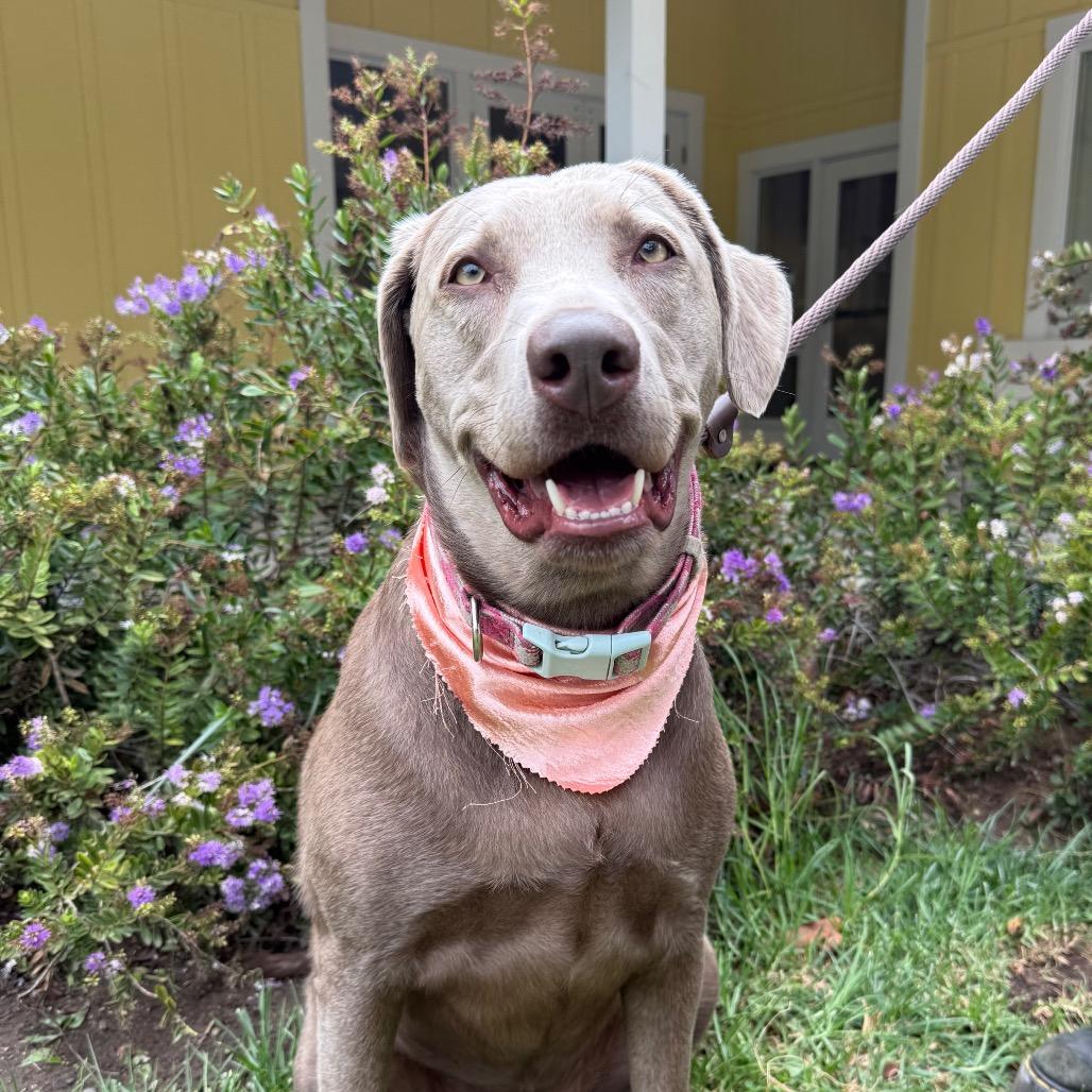 Enlarge Munchie, a Adoptable Weimaraner in Santa Barbara, CA image 5/6