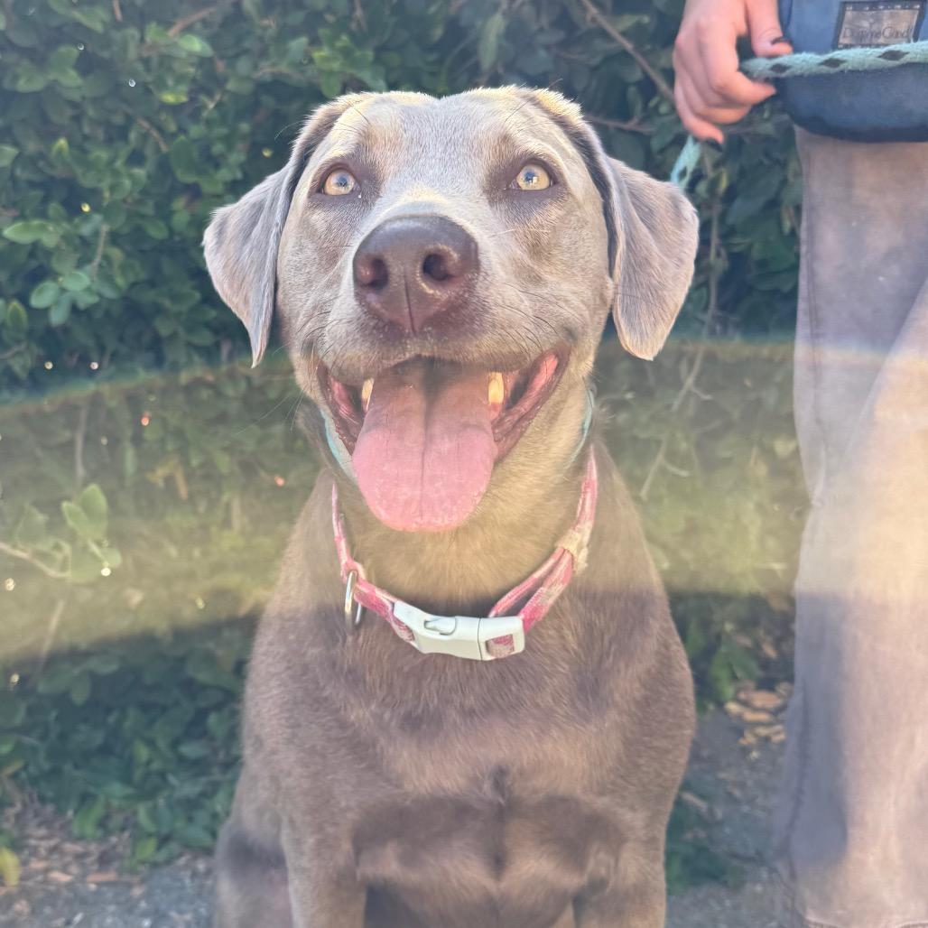 Enlarge Munchie, a Adoptable Weimaraner in Santa Barbara, CA image 6/6