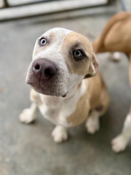 Rori, a Adoptable mixed breed in Picayune, MS image 1/3