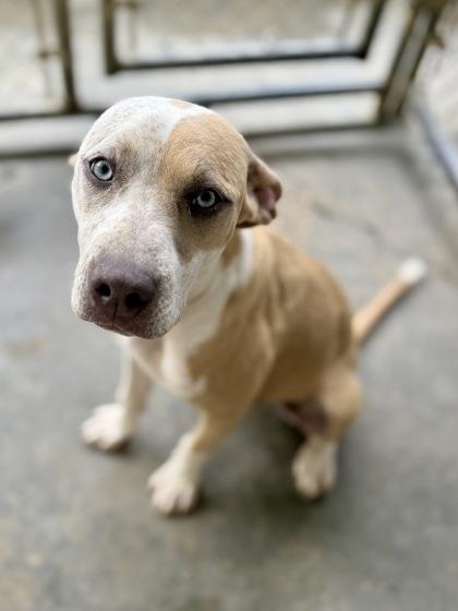 Rori, a Adoptable mixed breed in Picayune, MS image 2/3