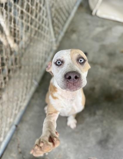Rori, a Adoptable mixed breed in Picayune, MS image 3/3