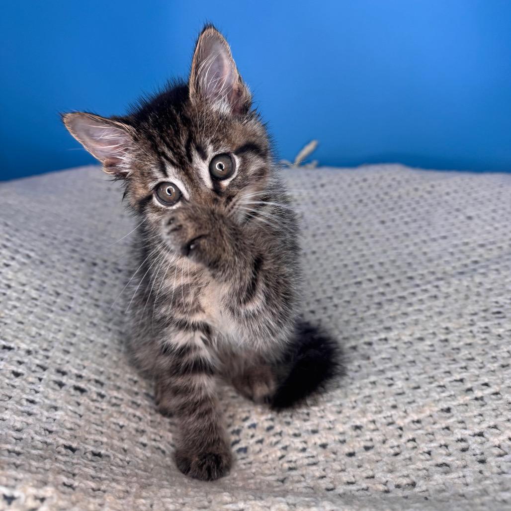 Enlarge Skillet, a Adoptable Domestic Short Hair in San Antonio, TX image 2/6