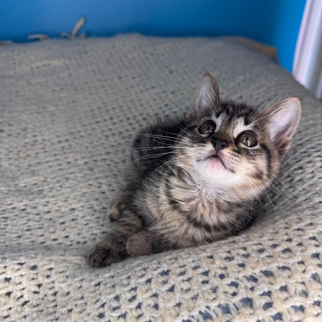 Enlarge Skillet, a Adoptable Domestic Short Hair in San Antonio, TX image 3/6