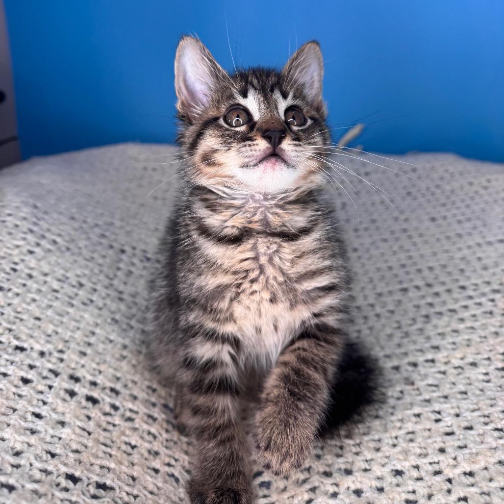 Enlarge Skillet, a Adoptable Domestic Short Hair in San Antonio, TX image 4/6