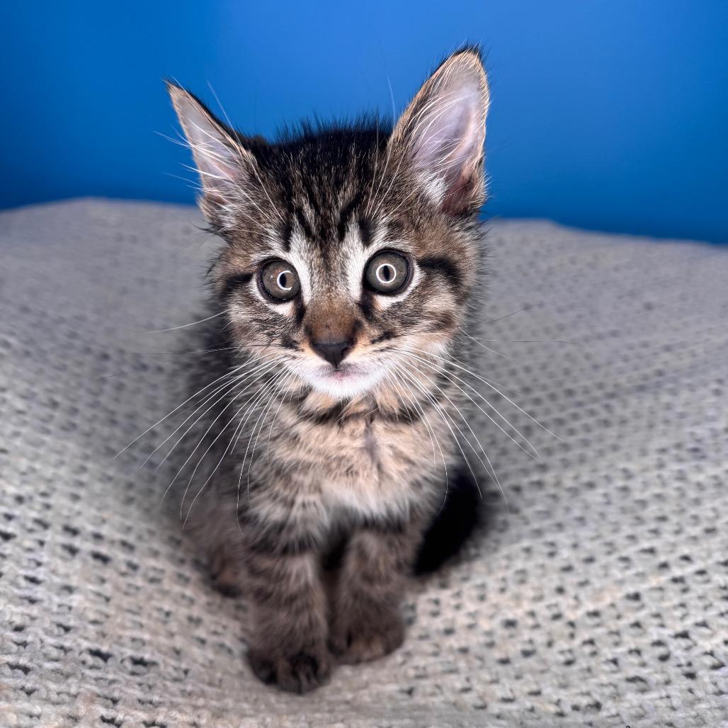 Enlarge Skillet, a Adoptable Domestic Short Hair in San Antonio, TX image 5/6