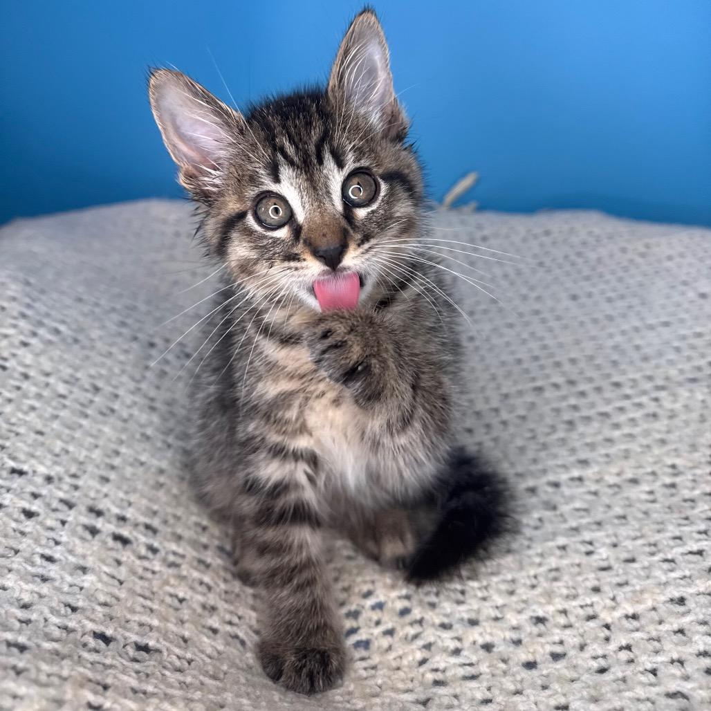 Enlarge Skillet, a Adoptable Domestic Short Hair in San Antonio, TX image 6/6