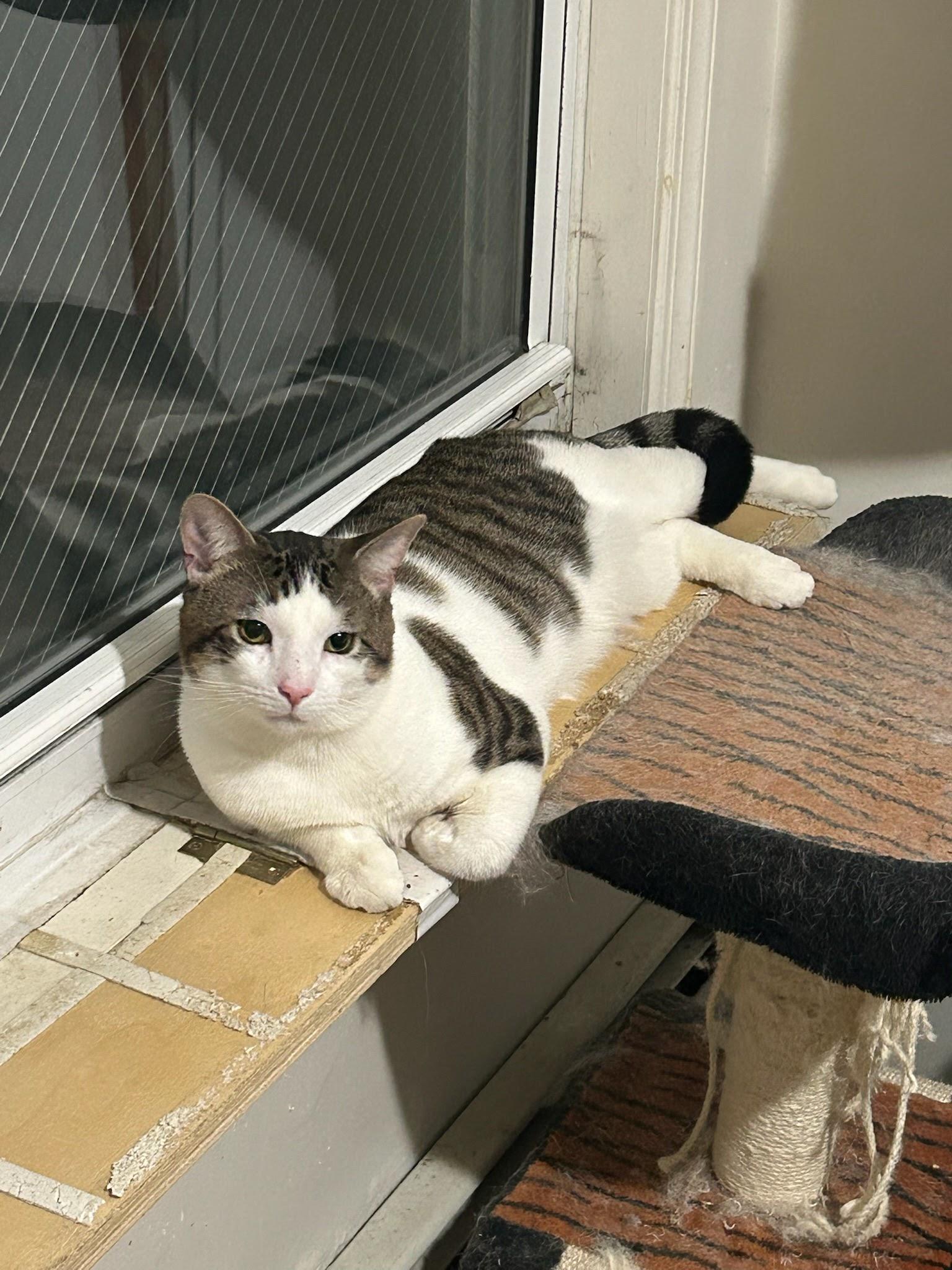 Enlarge Klein, a ADOPTABLE American Shorthair in Weehawken, NJ image 3/6