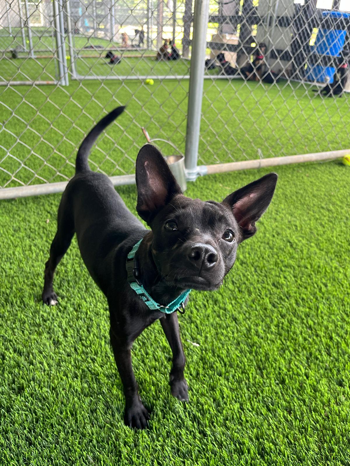Enlarge Tyler, a Adoptable mixed breed in Barrington, NH image 1/5