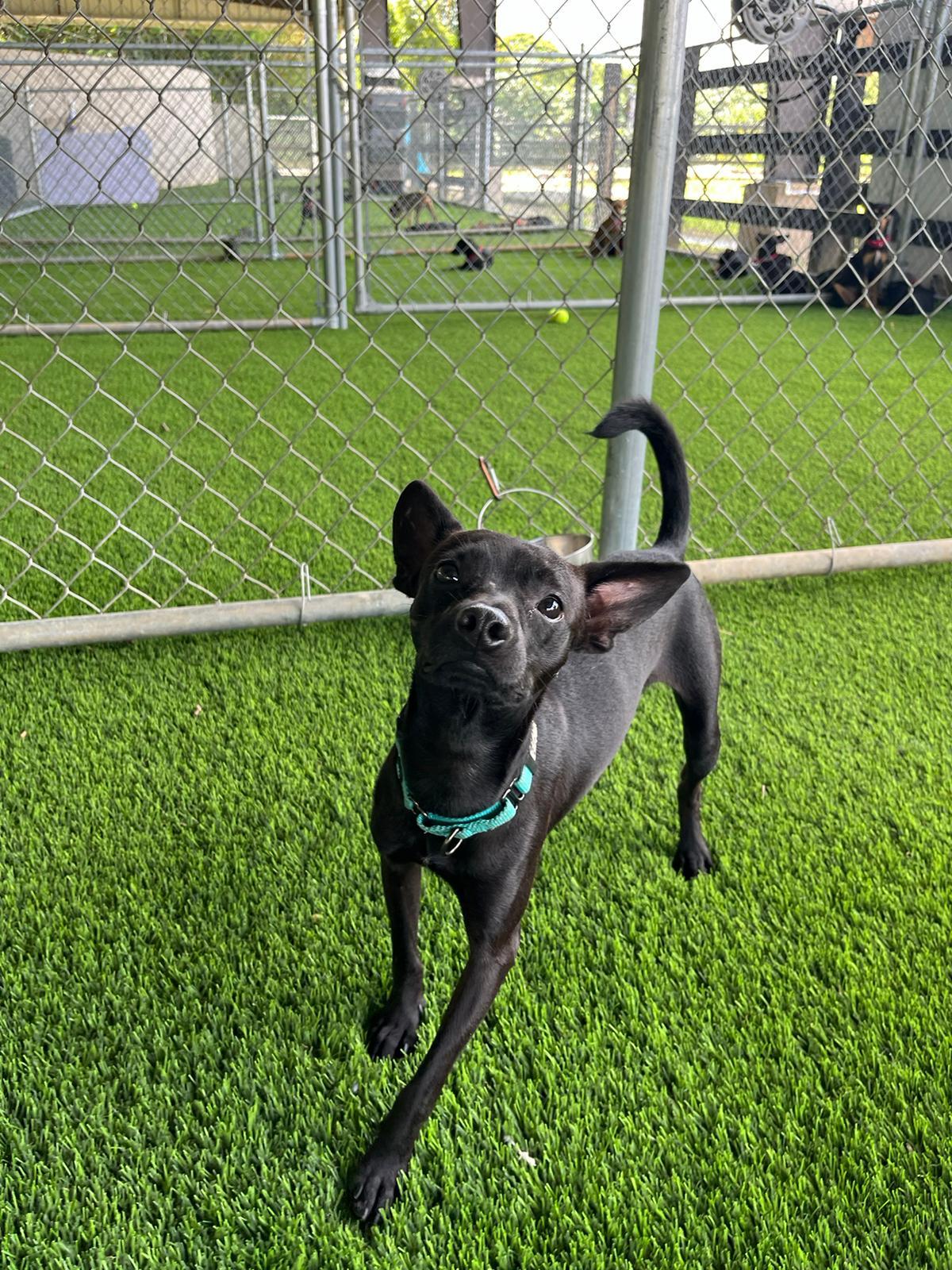 Enlarge Tyler, a Adoptable mixed breed in Barrington, NH image 3/5