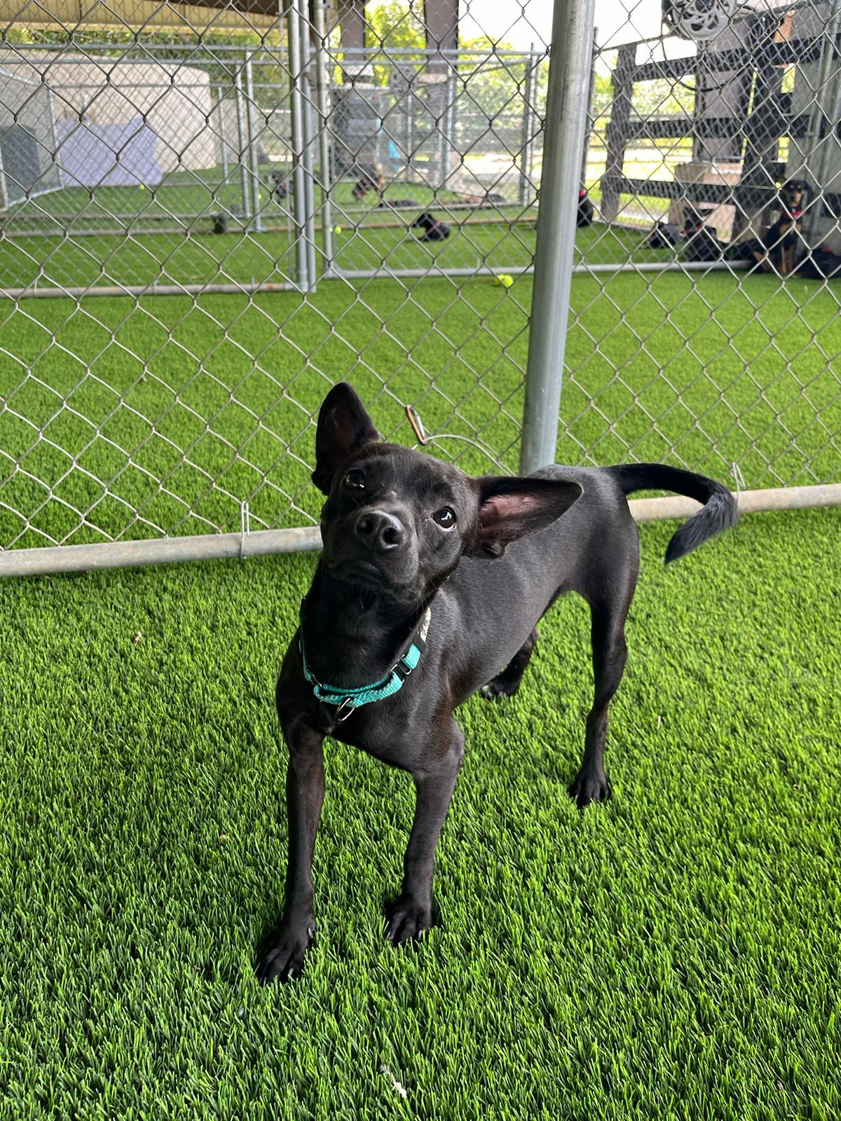 Enlarge Tyler, a Adoptable mixed breed in Barrington, NH image 4/5