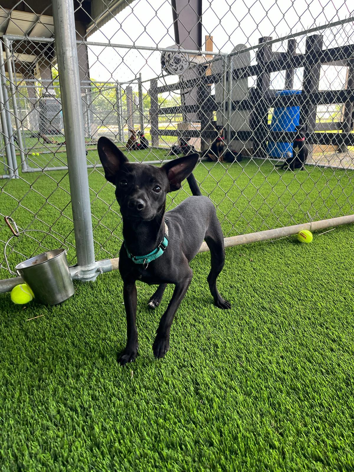 Enlarge Tyler, a Adoptable mixed breed in Barrington, NH image 5/5