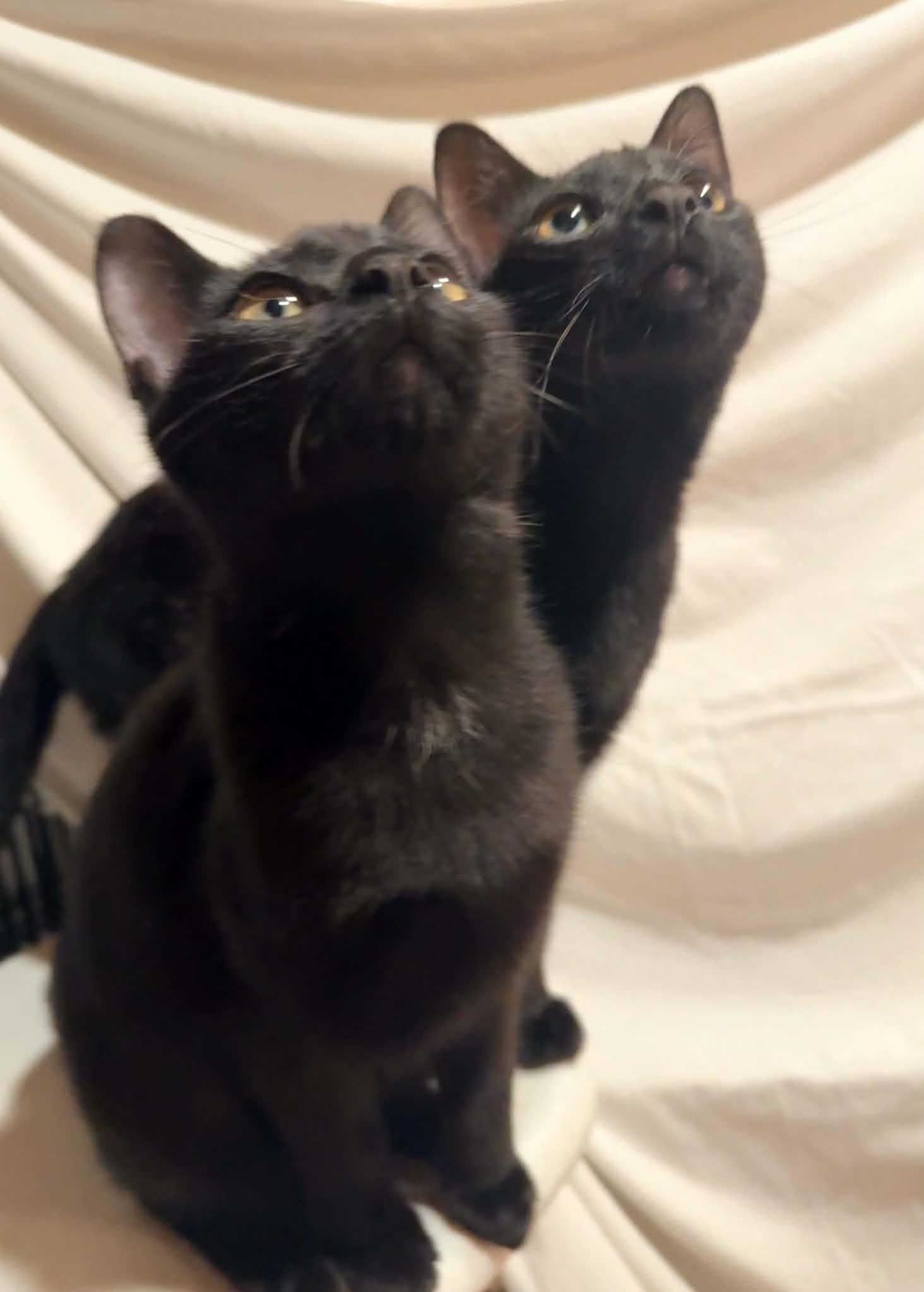 Enlarge Mira, a Adoptable Domestic Short Hair in Royal Oak, MI image 2/6