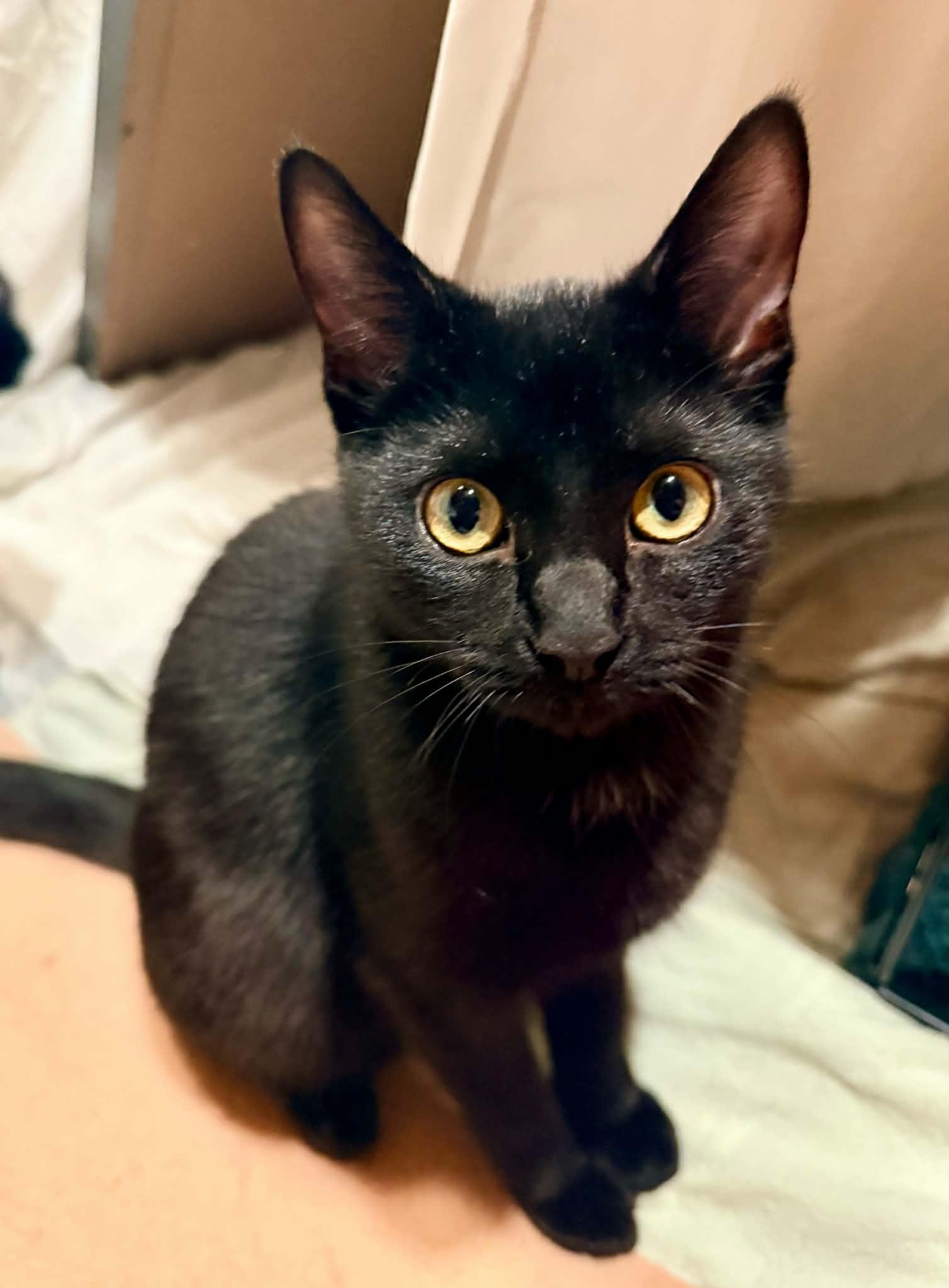 Enlarge Mira, a Adoptable Domestic Short Hair in Royal Oak, MI image 5/6