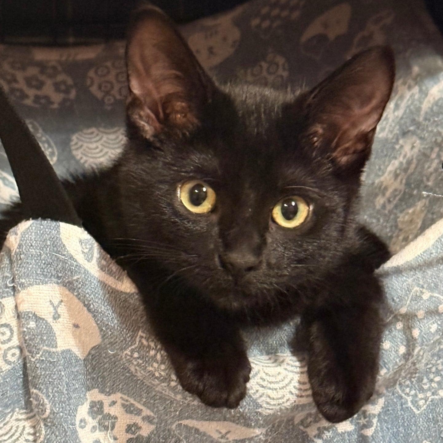 Enlarge Mira, a Adoptable Domestic Short Hair in Royal Oak, MI image 3/6
