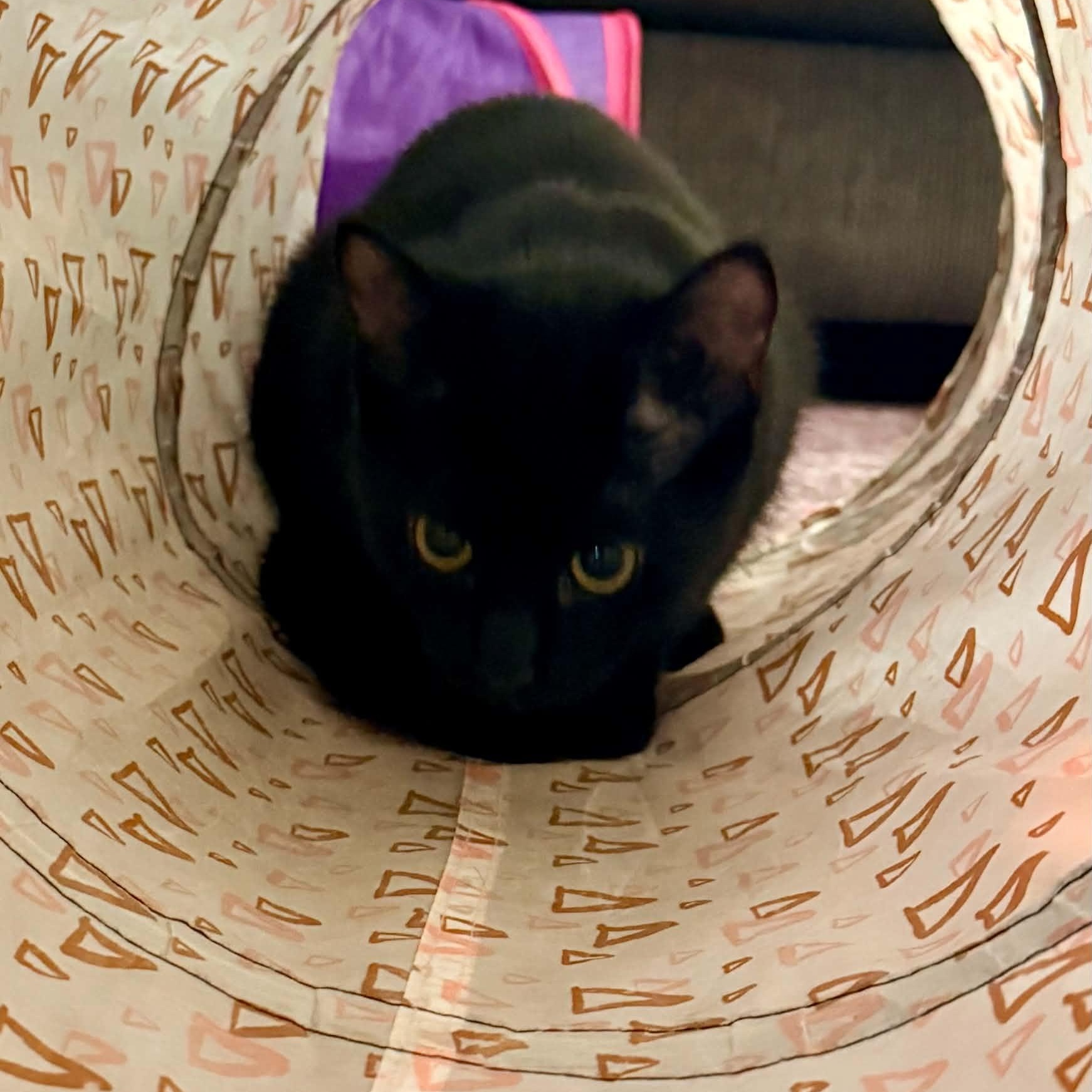 Enlarge Mira, a Adoptable Domestic Short Hair in Royal Oak, MI image 4/6