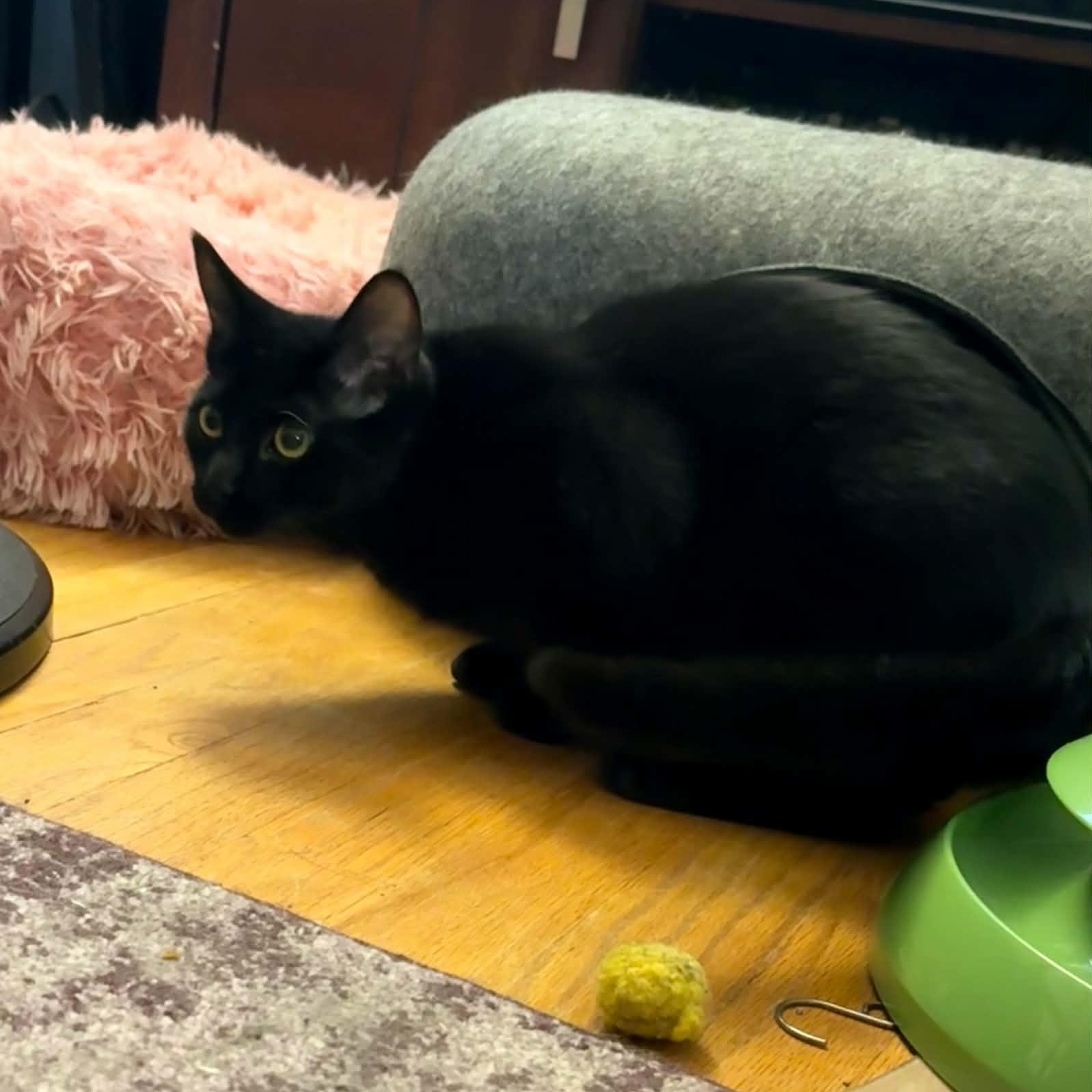 Enlarge Mira, a Adoptable Domestic Short Hair in Royal Oak, MI image 6/6