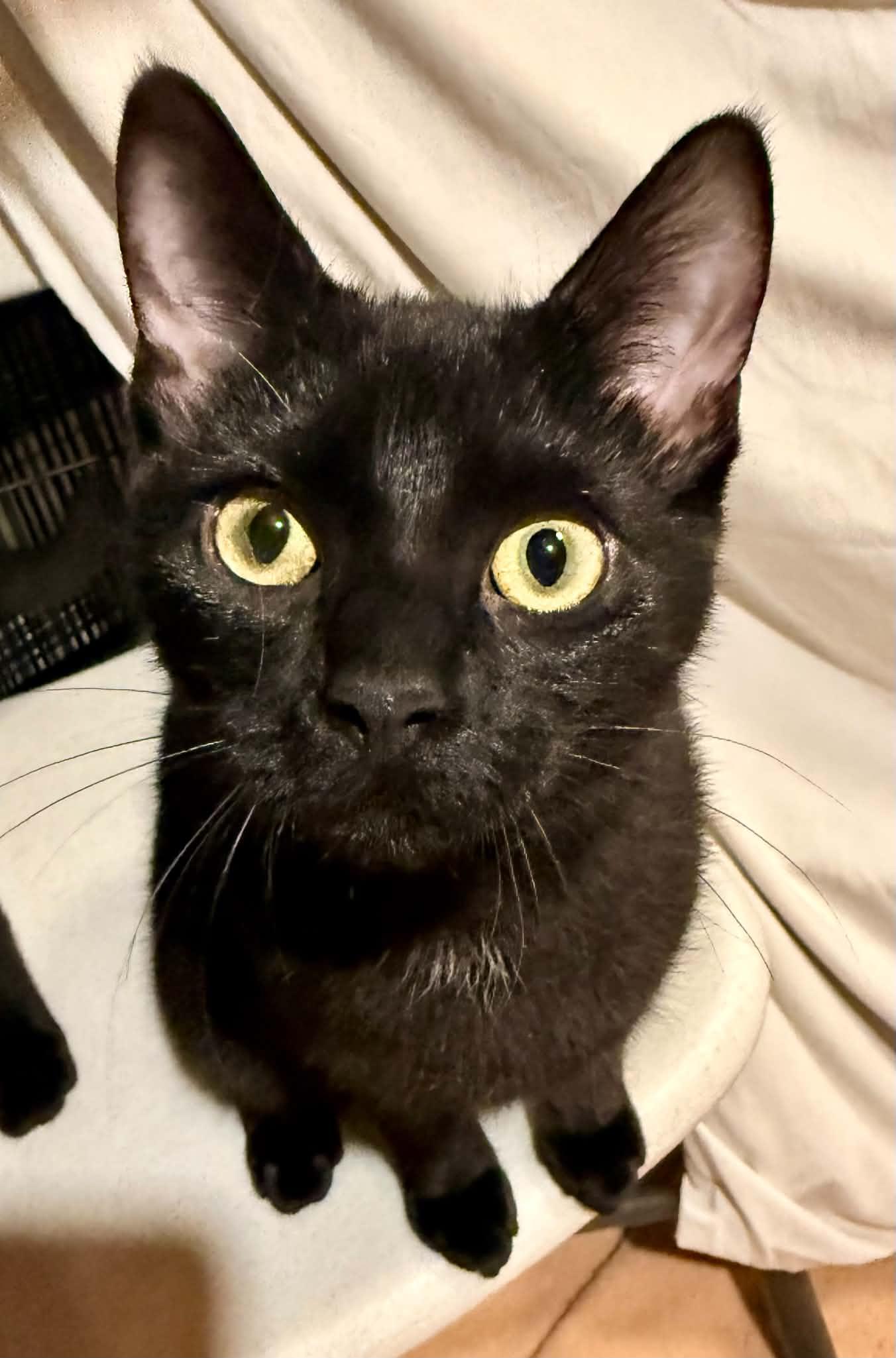 Mira, Adoptable, Kitten Female Domestic Short Hair.