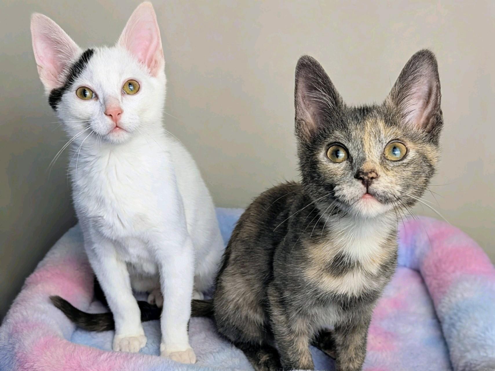 Galaxy Destroyer & Ollie, ADOPTABLE, Kitten Male Domestic Short Hair.