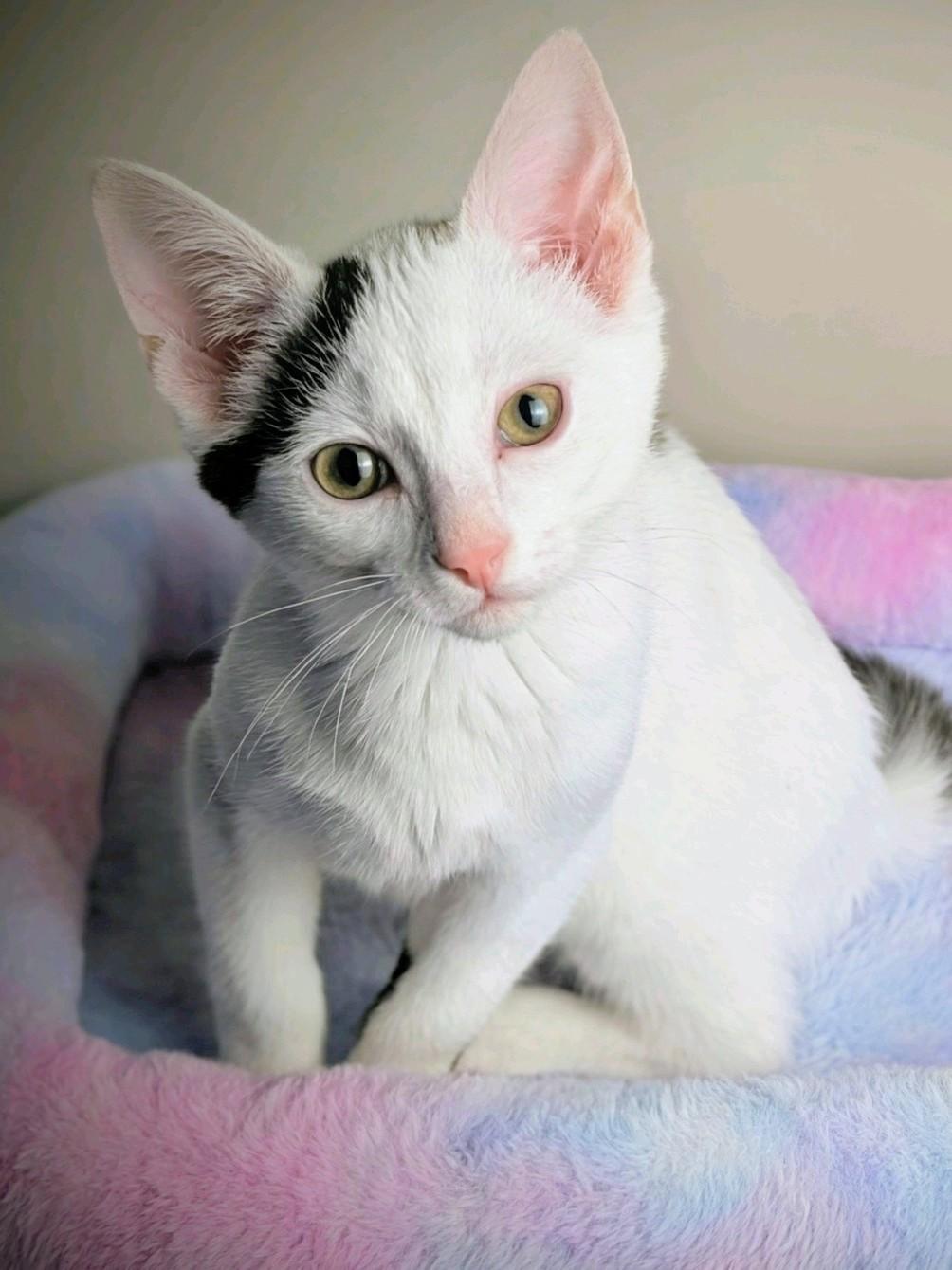 Enlarge Galaxy Destroyer & Ollie, a ADOPTABLE Domestic Short Hair in Murfreesboro, TN image 3/3
