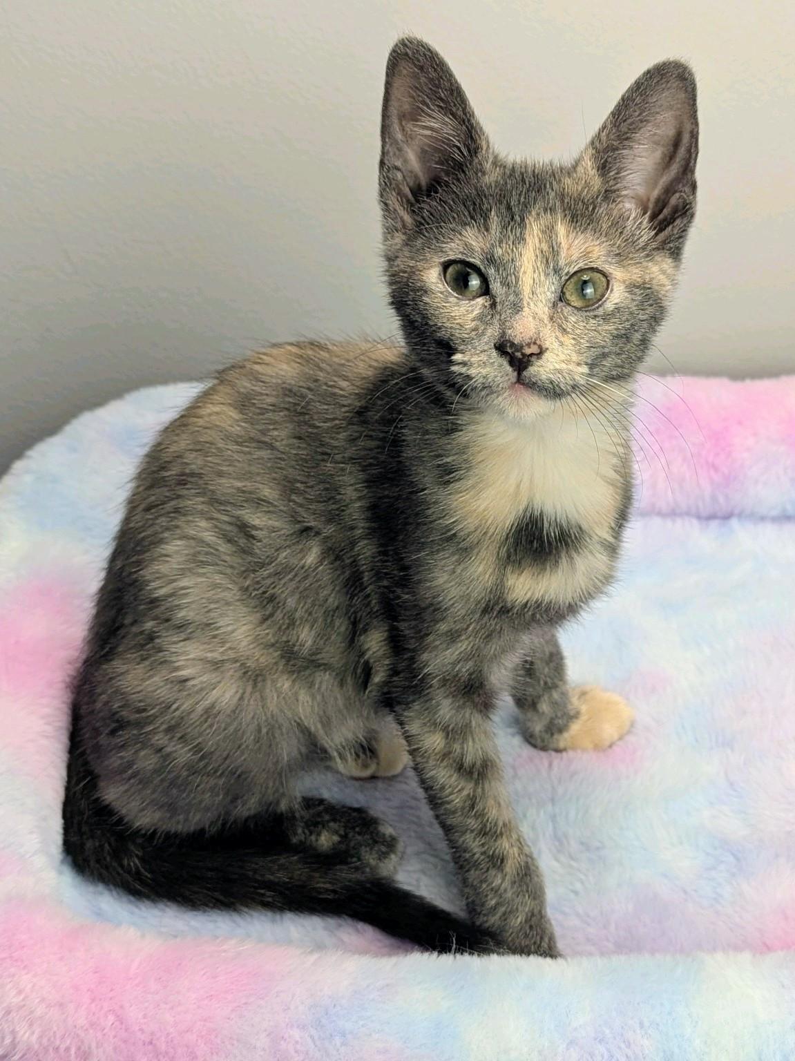 Enlarge Galaxy Destroyer & Ollie, a ADOPTABLE Domestic Short Hair in Murfreesboro, TN image 2/3