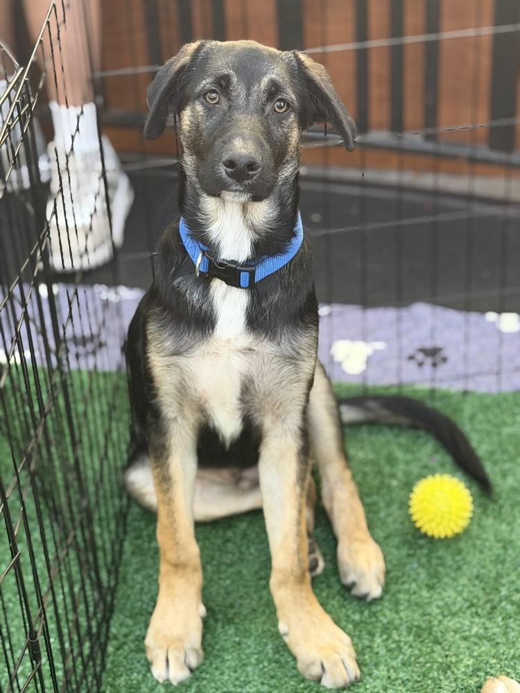Enlarge Koda, a Adoptable mixed breed in Pleasant Hill, CA image 1/2