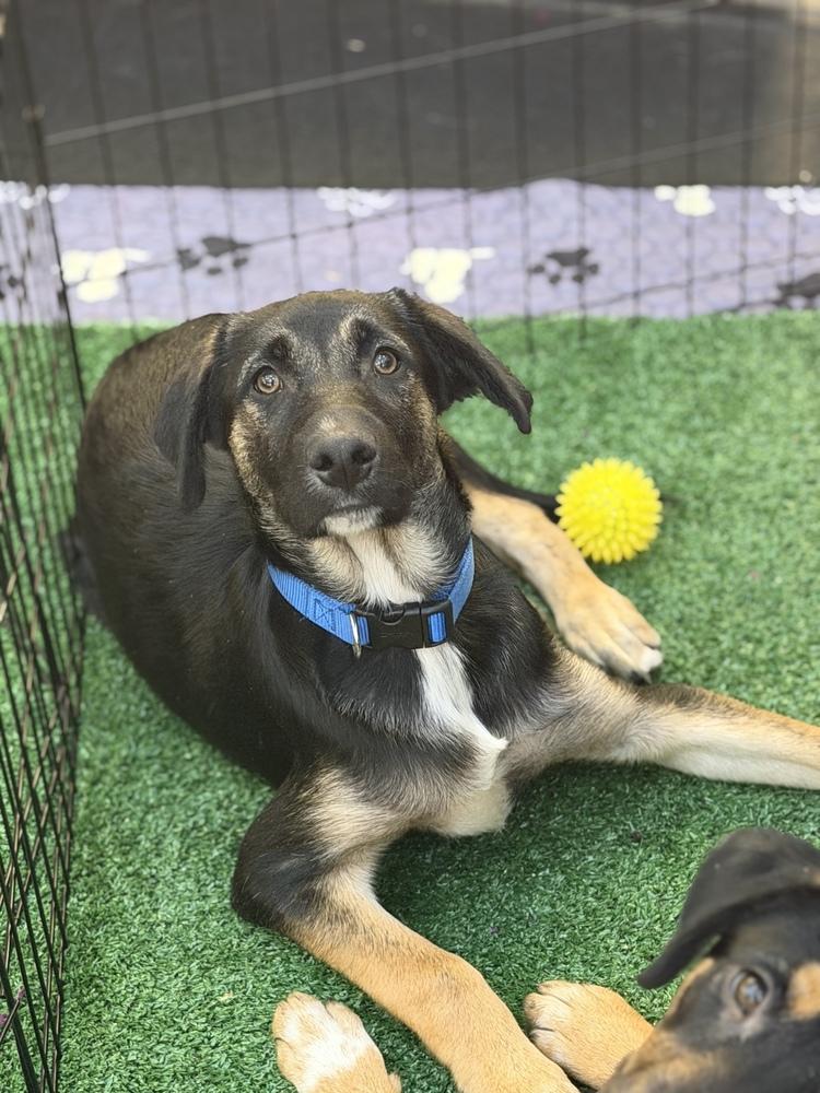 Enlarge Koda, a Adoptable mixed breed in Pleasant Hill, CA image 2/2