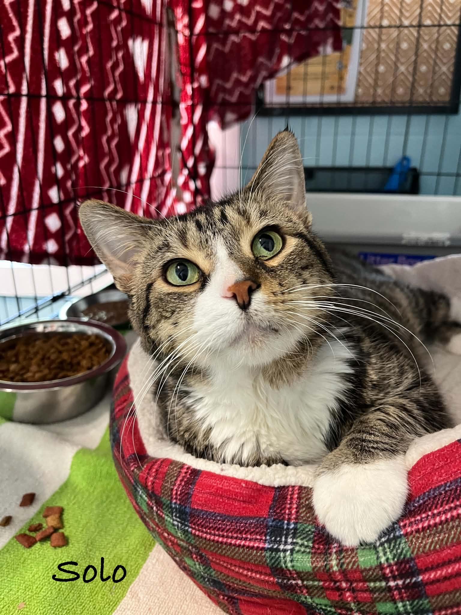 Solo, adopted, Adult Male Domestic Short Hair.