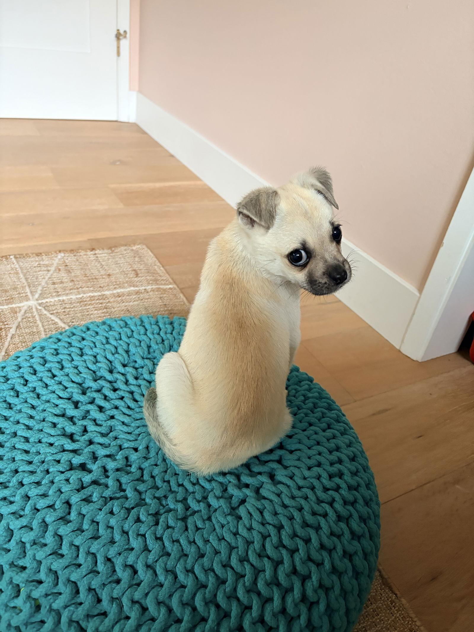 Pudding, Adoptable, Young Female Pug & Chihuahua.