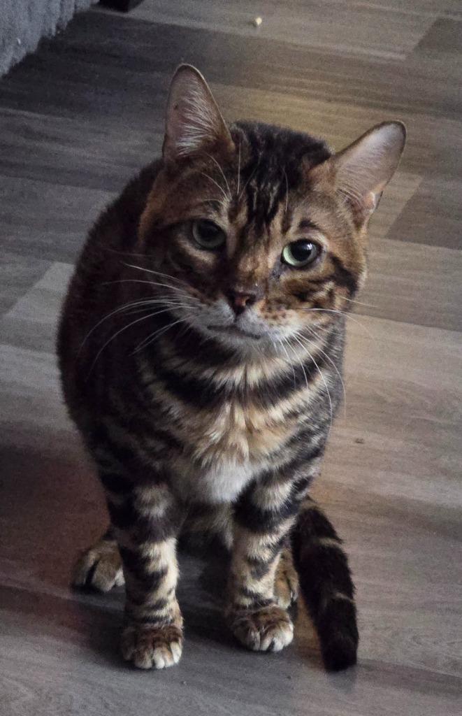 Enlarge Tiger, a Adoptable Bengal in San Jacinto, CA image 1/1