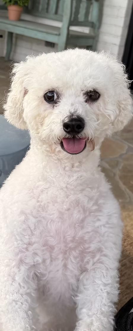 Enlarge Raine, a ADOPTABLE Bichon Frise in Fort Worth, TX image 1/1