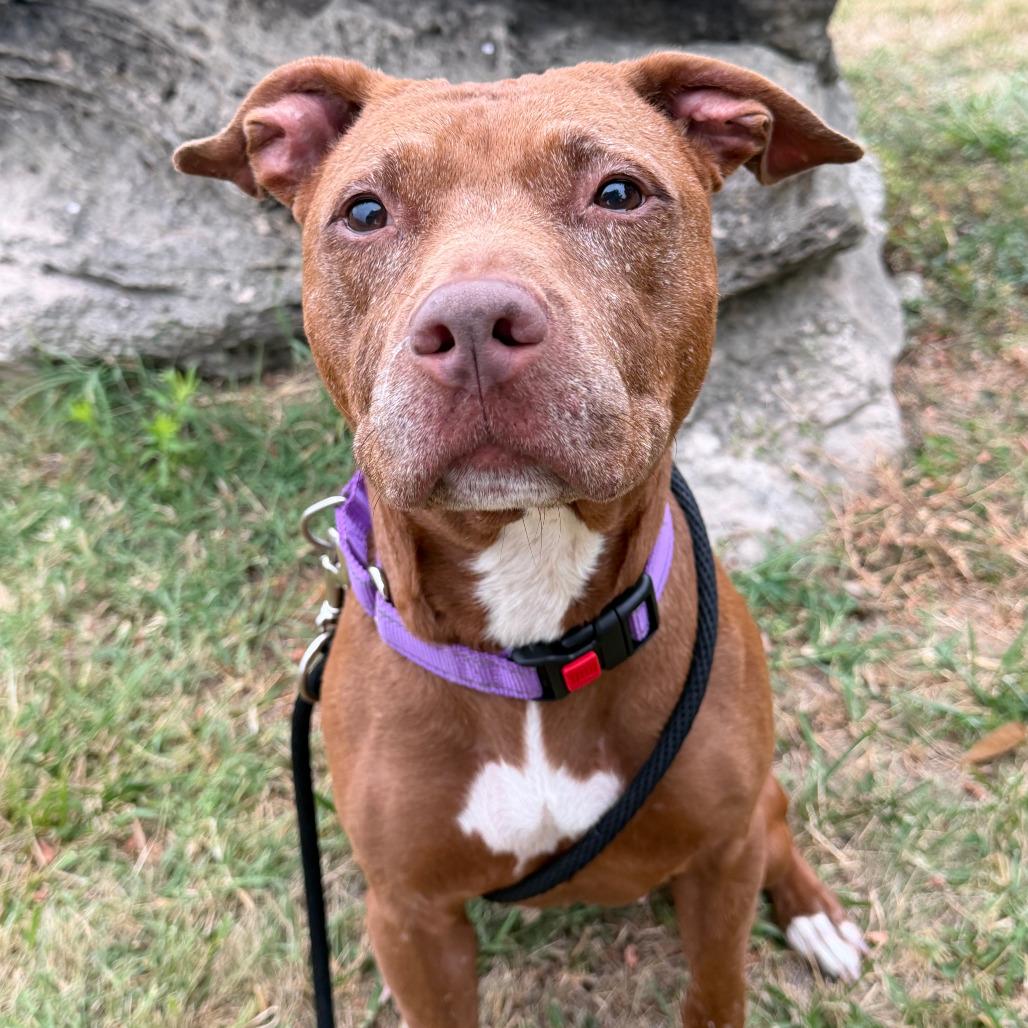 Brownie, Adoptable, Senior Female American Staffordshire Terrier.